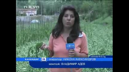 Градушка колкото орехи в Смолянско