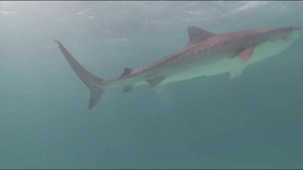 Чудесата На Океана - Тигрова Акула