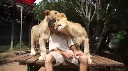 Две прекрасни лъвчета се гушкат в човек 