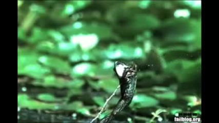 Frog Fail 