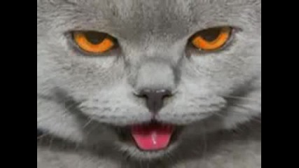 Very Funny Cats 17
