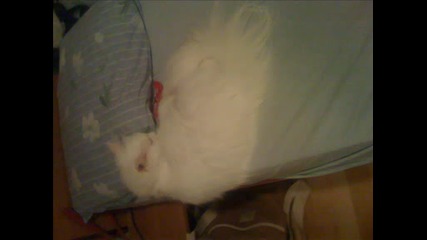 My Cat [puki]