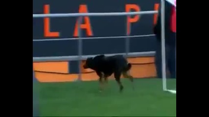 Лудо куче прекосява целият футболен терен повреме на футболен мач Смях