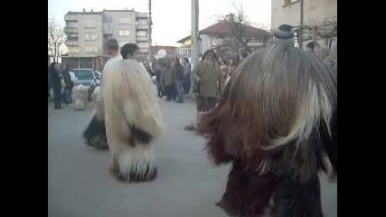 surva v Strumsko