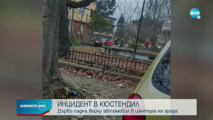 Дърво падна върху автомобил в центъра на Кюстендил