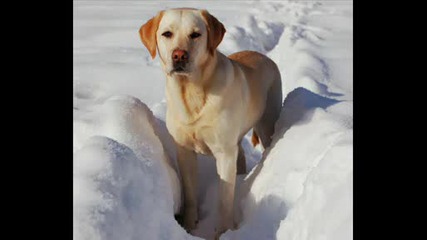 Golden & Labrador [ By Lor4eto0o ].wmv