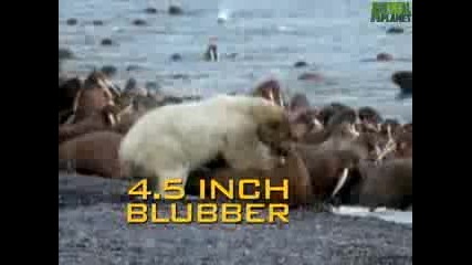 Animal Face - Off Polar Bear vs. Walrus