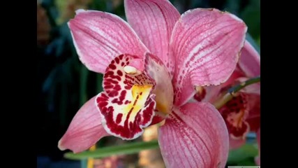 Море от красота - орхидеи - Orchidea