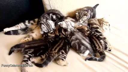 Котешки живот