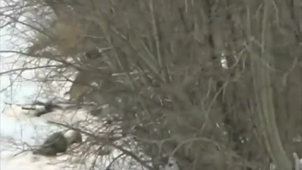 Хеликоптер помага на елен да достигне брега на замръзналото езеро!