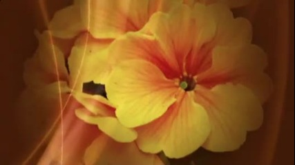 Bernward Koch - Yellow flowers