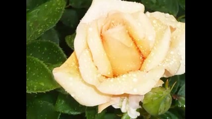 Anthem Of Love