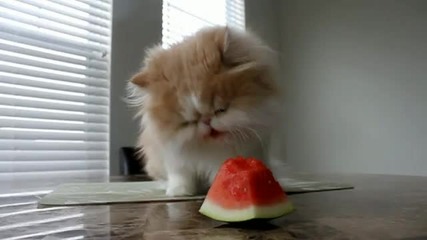 Kitty with a Watermelon Addiction_ Котенцето си обича динята! :d