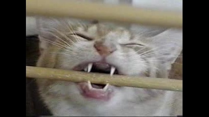 Коте Си Мисли, Че Свири На Флейта