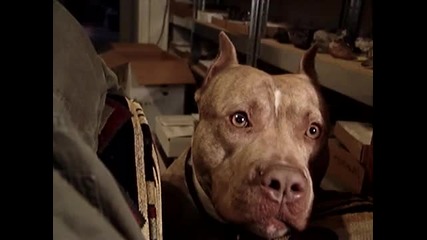 Pit Bull ;d