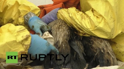 USA: Oil-slicked pelicans cleaned up from Santa Barbara spill