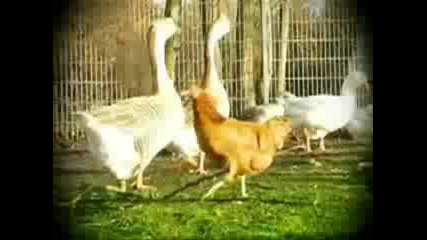 Chickens Soccer