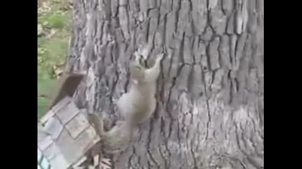 пияна катерица неможе да уцели дървото