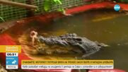 ЮБИЛЕЙ: Най-големият крокодил в света празнува рожден ден