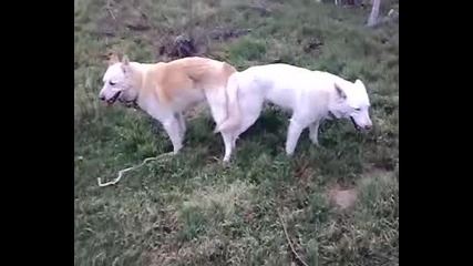 laika na trapera ot rusiq 