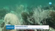 Рифовете в над 50 държави страдат от коралово избелване