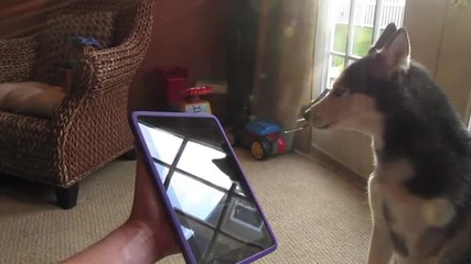Husky Dog Sings with ipad - Better than Bieber! (now on itunes!)