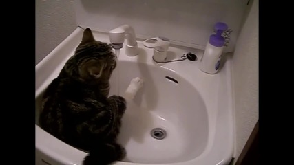 Котка пие вода от чешмата
