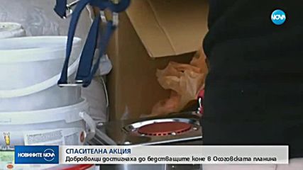 Доброволци достигнаха до бедстващите коне в Осоговската планина