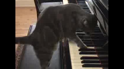 Коте Свири На Пиано