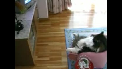 Котка гледа телевизия:)