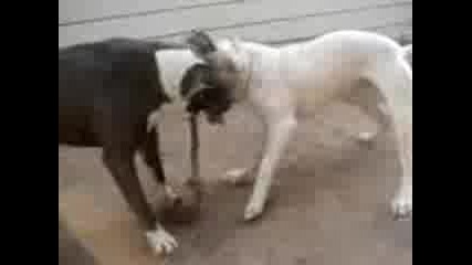 pitbull fight Rednose vs Bluenose