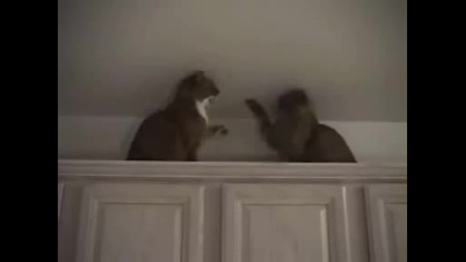 Боксов мач между две луди котки