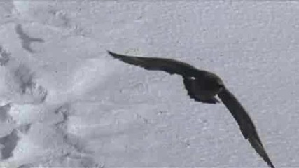Planet Earth : Ice Worlds : Oasis Of Rock