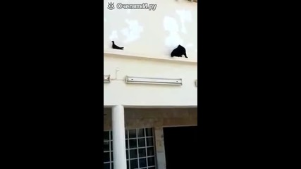 Гълъб надхитрява дебнеща го котка