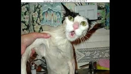 funny animals