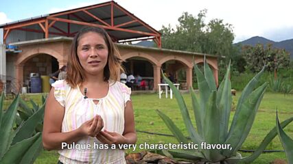 Adventurous bite: Pulque, the juice of happiness