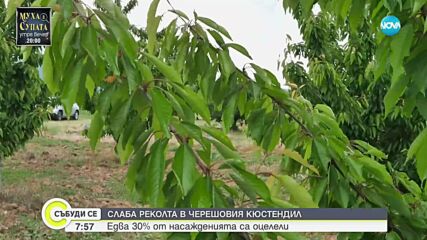 Слаба реколта на череши в Кюстендил: Едва 30% от насажденията са оцелели