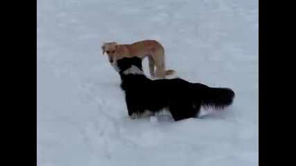 Куче Бяга В Снега