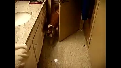 Same Dog New Tricks!