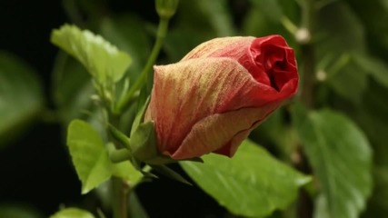Time Lapse - Bloom (hd)