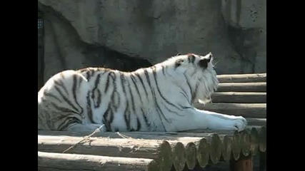 бял тигър - много красиво животно 