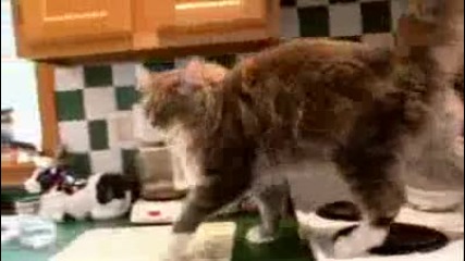 за котки от породата Майн Куун 