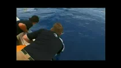 Опасни срещи Акула от дълбините (2009) (national Geographic)