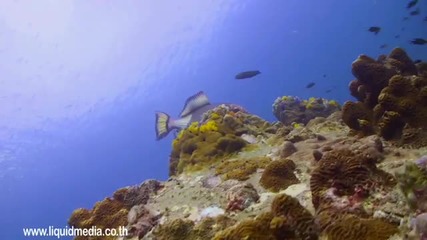 Рифа на живота - Островите Пхи Пхи подземен раи - Тайланд 