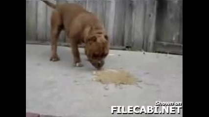 pitbull breeding 