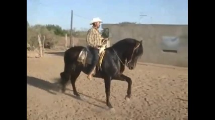 Caballos Espanoles 