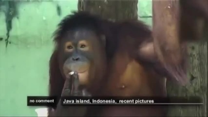 Орангутан напуска зоопарк за да лекува зависимостта си от цигарите