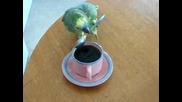 Kултурен папагал пие кафе с лъжица .