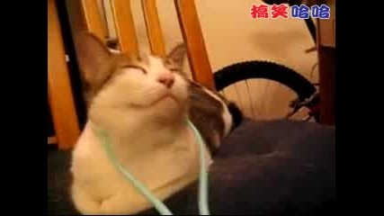 Масаж на котка