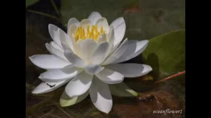 Andre Rieu - Meditation